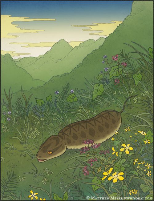 tsuchinoko